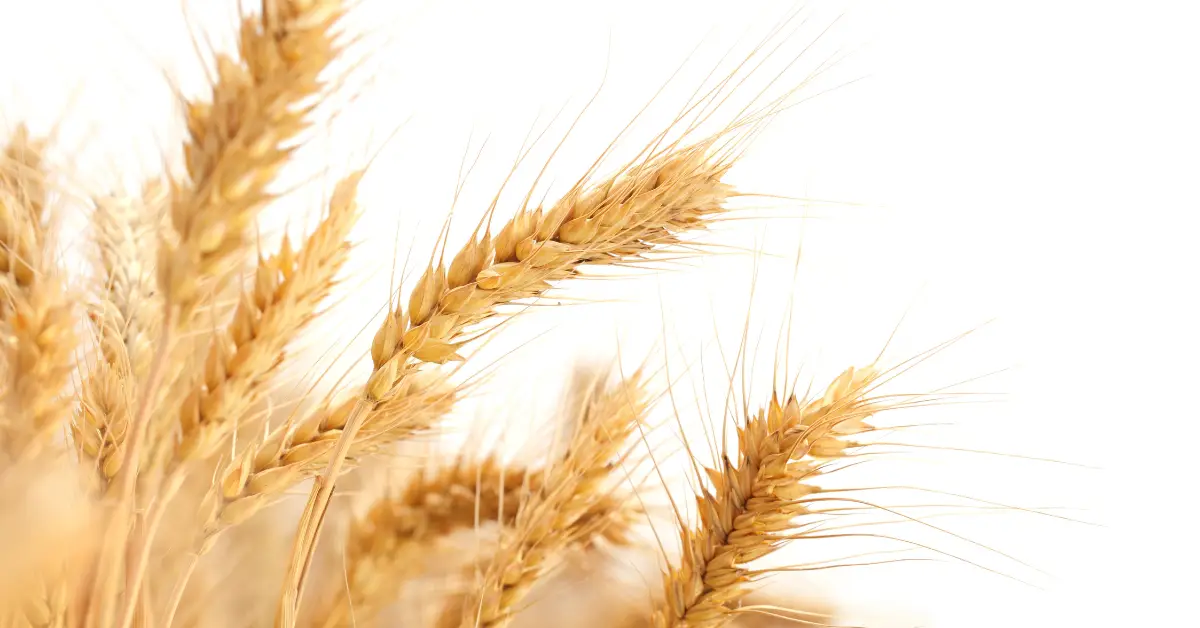 A close-up of wheat.